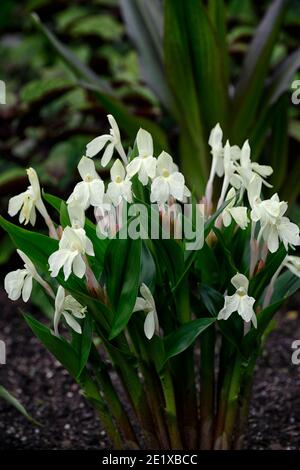 Roscoea Harvington Grège, Hume roscoea Harvington Grège, creme Blumen, auffällige Orchidee - wie Blumen, Blüte, RM Floral Stockfoto