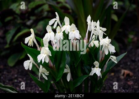 Roscoea Harvington Grège, Hume roscoea Harvington Grège, creme Blumen, auffällige Orchidee - wie Blumen, Blüte, RM Floral Stockfoto