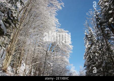 Winterwald mit schneebedeckten Bäumen entlang eines Fußweges. Freshy fiel Schnee. Wiestal, Salzburger Land, Österreich, Europa. Stockfoto