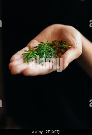 Hand Hält Ringelblumenblätter (Essbar) Stockfoto