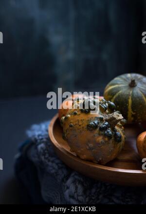 Nahaufnahme eines Zwerges und hässlichen Kürbis. Es wird gelegt und teilt sich eine Holzschale mit drei weiteren kleinen Kürbissen. Dunkelblauer Hintergrund. Stockfoto