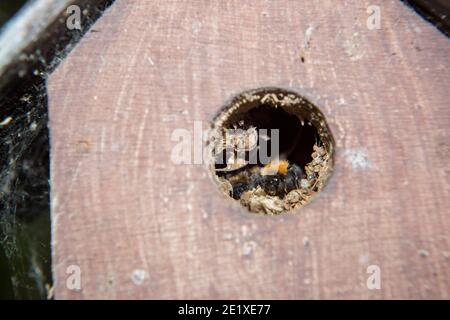 Nahaufnahme des Bienenstockeingangs einer Baumbienenkolonie in einem ungenutzten Vogelnistkasten, Sheffield Stockfoto