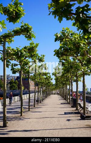 Ein sonniger Nachmittag an der Rheinpromenade in Düsseldorf mit ihren schönen alten Platanen. Stockfoto