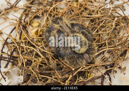 Jungtaube im Vogelnest, die darauf wartet, dass ihre Eltern Nahrung mitbringen. Schwarze und gelbe Federn aus Taubenkick. Stockfoto