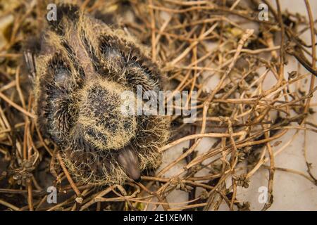 Jungtaube im Vogelnest, die darauf wartet, dass ihre Eltern Nahrung mitbringen. Schwarze und gelbe Federn aus Taubenkick. Stockfoto