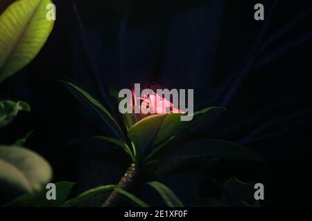 Foto Hintergrund einer schönen Plumeria Blume auf einem dunklen Hintergrund. Ein Beispiel für eine exotische Blume in der Nacht für Tourismus oder Urlaub Werbung Stockfoto