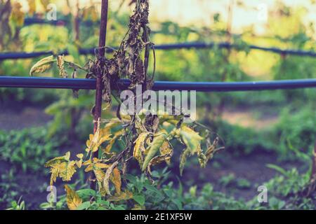 Ausgetrocknete Tomaten, schlechte Tomaten. Im Gewächshaus angebaute Tomaten werden wegen Krankheit oder Störung getrocknet. Agrarkonzept. Getönte Stockfoto