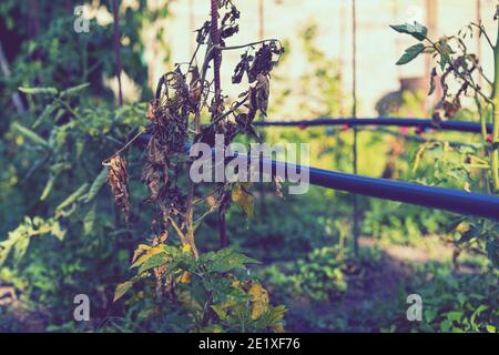 Ausgetrocknete Tomaten, schlechte Tomaten. Im Gewächshaus angebaute Tomaten werden wegen Krankheit oder Störung getrocknet. Agrarkonzept Stockfoto