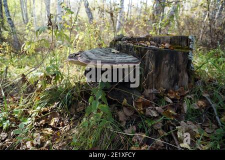 Pilzparasit Zunder-Pilz flach (Ganoderma applanatum) wächst auf einem alten Birchenstumpf zwischen gefallenen Blättern im Herbstwald. Stockfoto