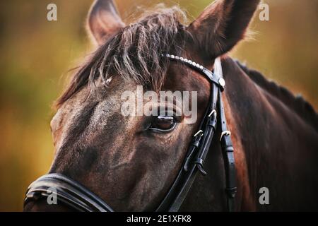 Nahaufnahme eines schönen Lorbeerpferdes mit einem Lederzaum an der Schnauze im Sommer. Reitsport. Stockfoto