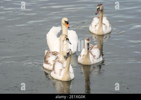 Vier juvenile stumme Schwäne mit einem erwachsenen Elternschwan, der den gefrorenen Teil eines Sees während eines kalten Winters untersucht, England, Großbritannien Stockfoto