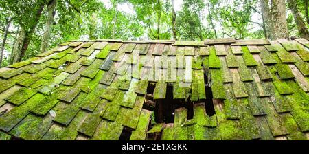 Eine alte Holzhütte mit üppigem Moos und Flechten auf dem Holzdach, alte verlassene Holzhütte in einem tropischen Wald im Frühling. Stockfoto