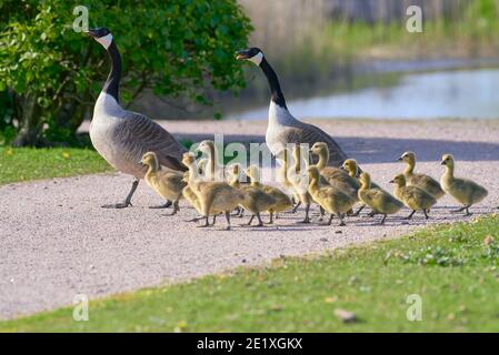 Herde oder Familie von Kanadagänsen mit einer Gruppe von Gänsen, die die Schotterstraße in Helsinki, Finnland, am sonnigen Abend im Mai 2020 überquerten. Stockfoto