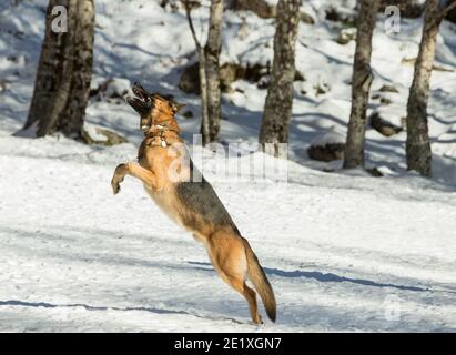 Reinrassige deutsche Schäferhund spielt im Schnee. Versuchen, einen kleinen Schneeball zu fangen. Stockfoto