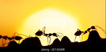 Magische Szene der grünen Ameisen Wandern in einer Rebe in der Sommerdämmerung, Kunstform der Ameisen gegen goldenen Sonnenuntergang im Hintergrund. Konzept der sozialen Kommunikation. Stockfoto