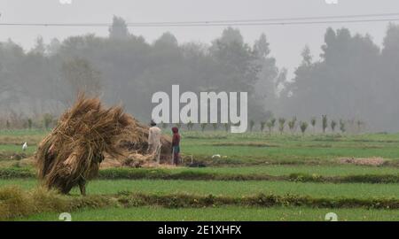 Jammu. Januar 2021. Die Bauern arbeiten in einem Feld während des kalten und nebligen Morgens in Jammu, der Winterhauptstadt des von Indien kontrollierten Kaschmir, am 10. Januar 2021. Quelle: Str/Xinhua/Alamy Live News Stockfoto