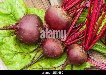 Rote Bete Knollen mit grünen Blättern auf Holztisch. Zubereitung von frischem Salat. Frisches Gemüse für vegetarische Küche. Rüben auf dem Straßenmarkt. Stockfoto