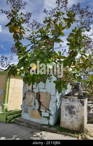 Friedhof in Chichicastenango, Guatemala, Mittelamerika: Eine Pflanze zerstört ein Grab - das Leben findet einen Weg Stockfoto
