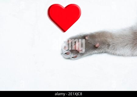 Britisches Kurzhaar an der Pfote mit rotem Herz auf weißem Hintergrund. Speicherplatz kopieren. Happy Valentines Day Feier und Liebe für Haustiere Konzept Stockfoto