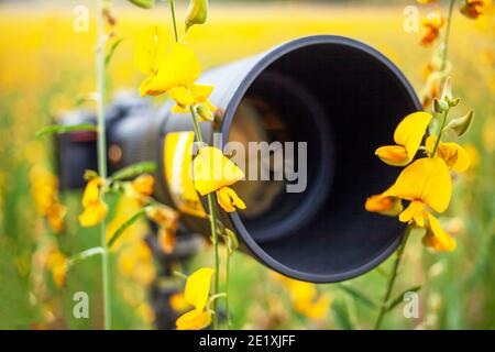 Schwarze Super-Teleobjektiv und Digitalkamera Körper auf Stativ in gelben Blumenfeld, bunte Sunn Hanf Blumen sind in Blüte im Frühling. Schließen. Stockfoto