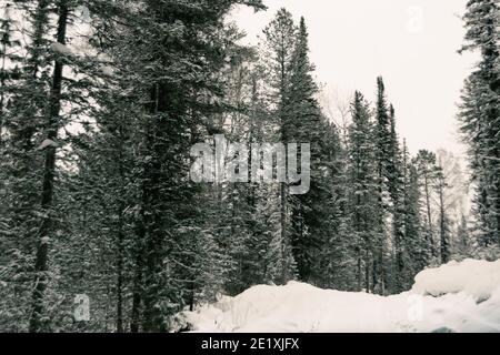 Schneebedeckte Landstraße im Winterwald Stockfoto