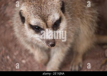 Der Erdmännchen (Suricata suricatta) oder suricate ist ein kleiner Mungo, der im südlichen Afrika gefunden wird. Es zeichnet sich durch einen breiten Kopf, große Augen aus. Stockfoto