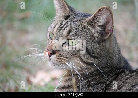 Eine Hauskatze liegt entspannt im Garten in der Sonne. Die typische Hauskatze, die in Mitteleuropa sehr verbreitet ist, ist oft ein freier roamer. Stockfoto