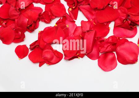 Valentinstag. Blumenzusammensetzung. Runder Rahmen aus Rosenblüten Stockfoto