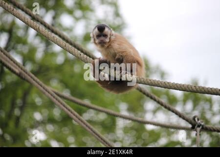 Eichhörnchen Affen sind lebendige kleine Kreaturen, die gerne in den Bäumen toben und auch manchmal frech stehlen Dinge von Menschen. Stockfoto