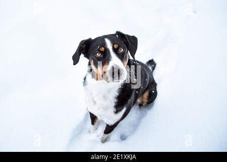 Appenzeller Berghund sitzt im Schnee, Foto mit Weitwinkelobjektiv aufgenommen Stockfoto