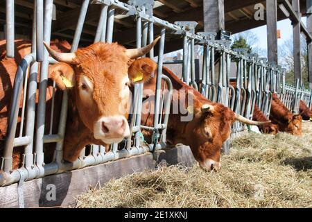 Europäische Braunvieh werden für Fleisch gezüchtet. Er verbringt den Winter in der Scheune, während er im Sommer auf die Weide gestellt wird. Sie können einen Bio-Bauernhof sehen. Stockfoto