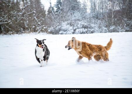 Zwei Hunde, die im Schnee spielen, AlthDeutsch Schäferhund & Appenzell Mountain Dog Stockfoto