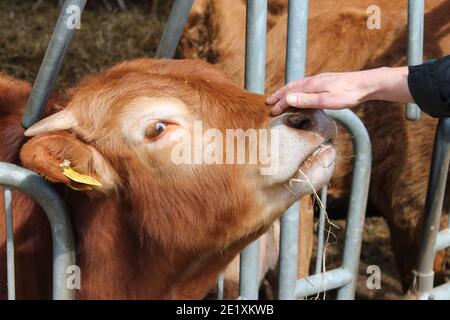 Europäische Braunvieh werden für Fleisch gezüchtet. Er verbringt den Winter in der Scheune, während er im Sommer auf die Weide gestellt wird. Sie können einen Bio-Bauernhof sehen. Stockfoto