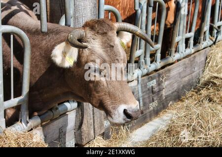 Europäische Braunvieh werden für Fleisch gezüchtet. Er verbringt den Winter in der Scheune, während er im Sommer auf die Weide gestellt wird. Sie können einen Bio-Bauernhof sehen. Stockfoto