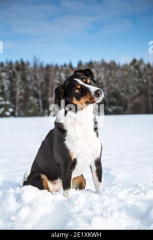Porträt eines Appenzeller Berghundes im Schnee Stockfoto