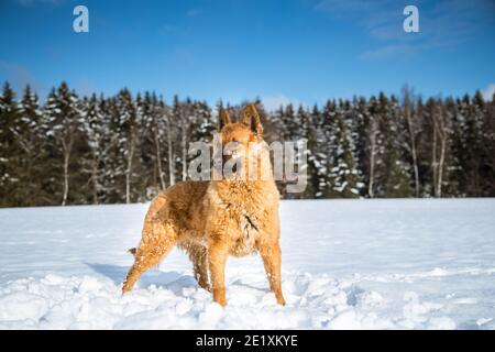 Porträt eines alten deutschen Schäferhundes (Westerwälder Kuhhhund) Im Schnee stehen Stockfoto