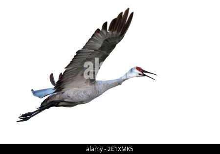 Sandhügelkran (Antigone canadensis) fliegend, isoliert auf weißem Hintergrund. Stockfoto