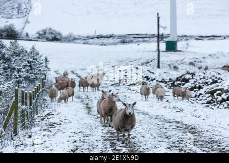 Huddersfield, UK - 4. Dezember 2020: Eine Herde Schafe trotzen der Kälte im Peak District nach Schneefall am Freitagmorgen. Stockfoto