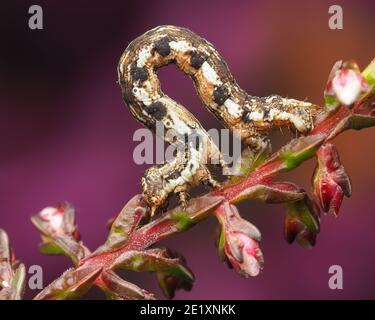 Gewöhnliche Heide Motte Raupe (Ematurga atomaria) auf Heide. Tipperary, Irland Stockfoto