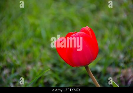 Nahaufnahme der roten Tulpe im Garten während der Frühjahrssaison in Patagonien, Argentinien Stockfoto