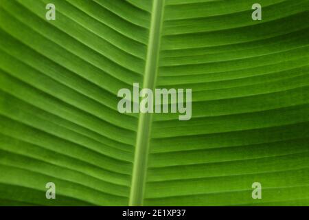 Grün frisches Bananenblatt abstrakter Hintergrund Stockfoto