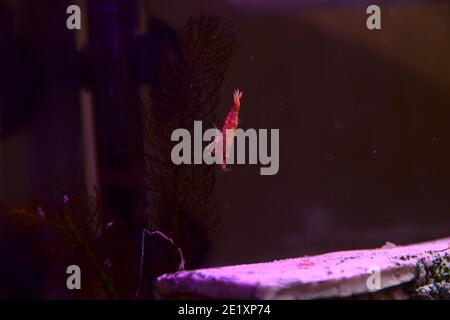 In einem Aquarium schwimmt eine kleine Garnele und klettert die Pflanzen hinauf. Stockfoto
