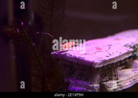 In einem Aquarium schwimmt eine kleine Garnele und klettert die Pflanzen hinauf. Stockfoto