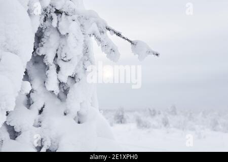 Nadelbaum mit Schnee bedeckt nach einem Schneesturm gegen die Hintergrund einer nebligen frostigen Landschaft mit einer trüben Sonne Stockfoto