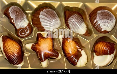 Belgische Schokolade Bonbons Seashells. Beste Qualität Stockfoto