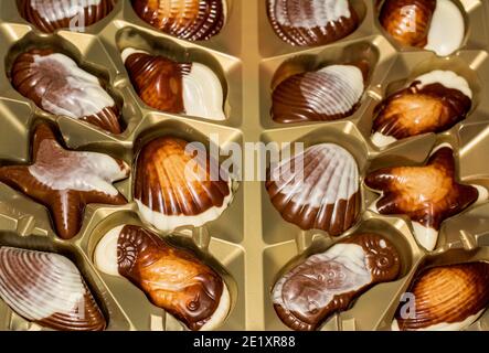 Belgische Schokolade Bonbons Seashells. Beste Qualität Stockfoto