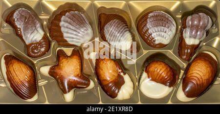 Belgische Schokolade Bonbons Seashells. Beste Qualität Stockfoto