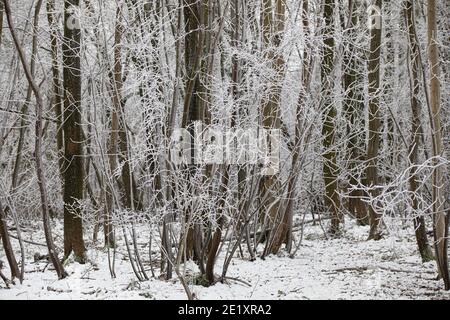 Warlingham, Surrey, Großbritannien. Januar 2021. Nach dem Schneefall vor drei Tagen sind die Temperaturen nicht über den Gefrierpunkt gestiegen, daher ist es nicht geschmolzen und die Bäume glitzern mit dem Eis in Limpsfield, Surrey. Die Prognose für heute ist 1C mit leichter Wolke und leichtem Wind. Kredit: Keith Larby/Alamy Live Nachrichten Stockfoto