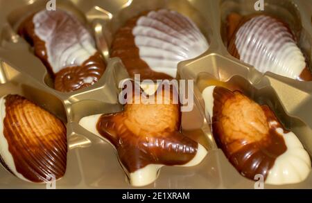 Belgische Schokolade Bonbons Seashells. Beste Qualität Stockfoto