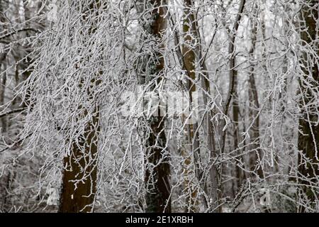 Warlingham, Surrey, Großbritannien. Januar 2021. Nach dem Schneefall vor drei Tagen sind die Temperaturen nicht über den Gefrierpunkt gestiegen, daher ist es nicht geschmolzen und die Bäume glitzern mit dem Eis in Limpsfield, Surrey. Die Prognose für heute ist 1C mit leichter Wolke und leichtem Wind. Kredit: Keith Larby/Alamy Live Nachrichten Stockfoto